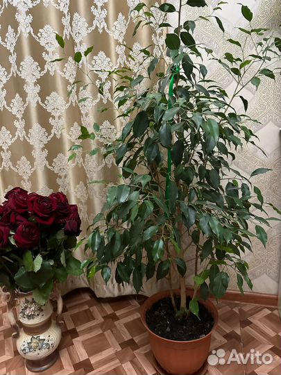 Кактус Фикус
