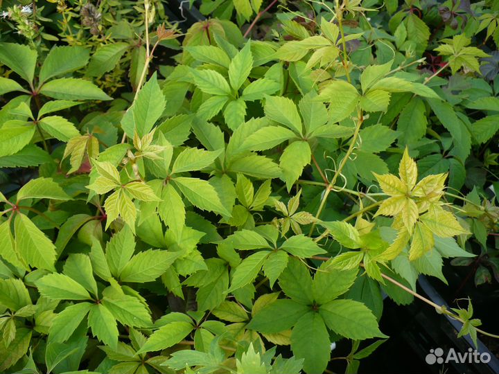 Виноград девичий