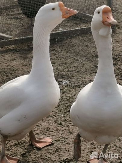 Яйцо гусиное, гуси