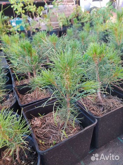 Сосна сибирская