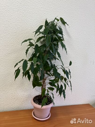 Фикус бенджамина