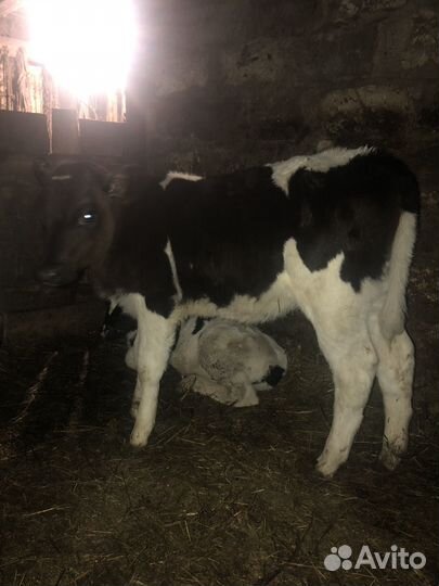 Тёлки 3 месяца и 1,5 месяца