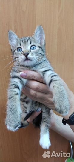 Отдам в добрые руки