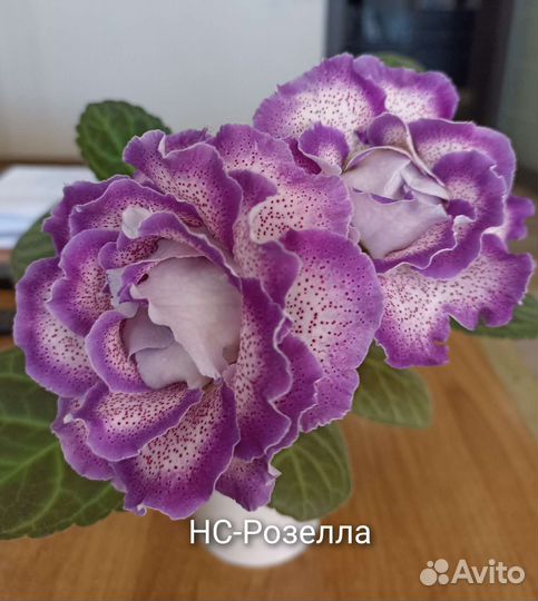 Глоксинии махровые-нс