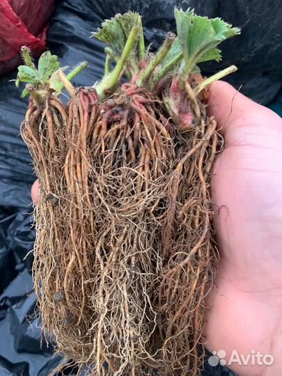 Рассада клубники фриго