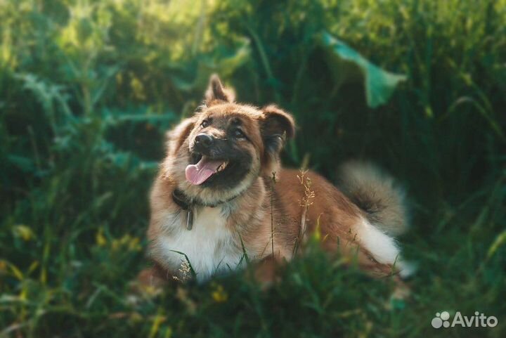 Собака из приюта