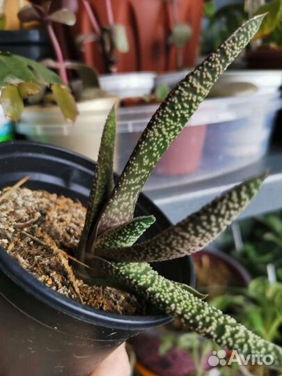 Гастерия Бородавчатая Ventricosa