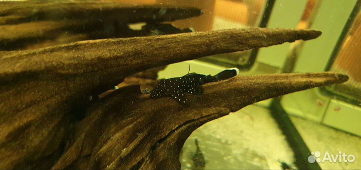 Анциструс звездчатый L181