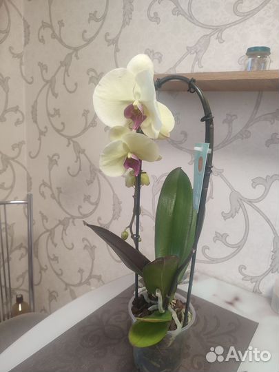 Орхидея фаленопсис Yellow