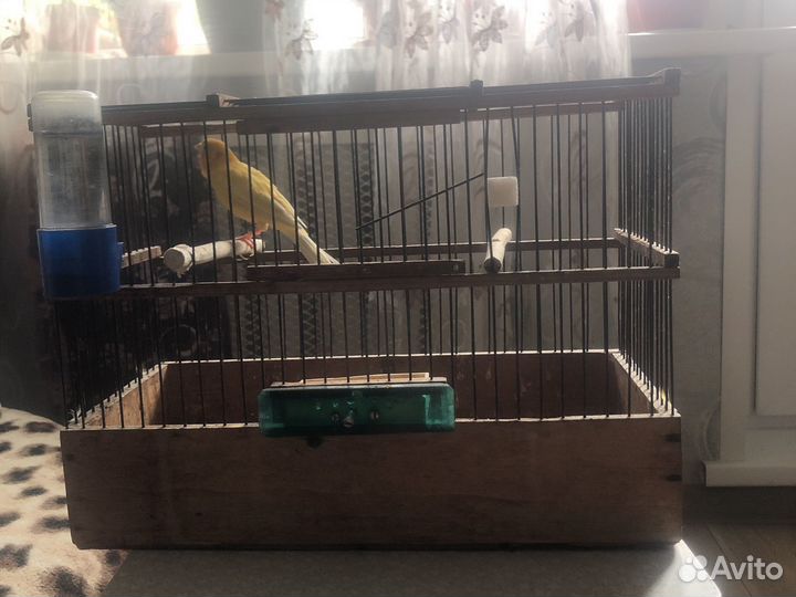 Кенарь певчий