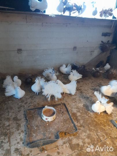 Голуби павлины