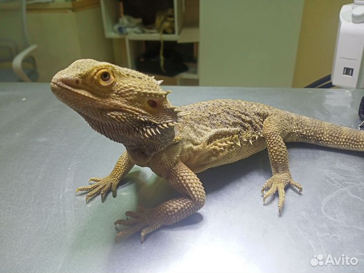 Бородатая агама самец