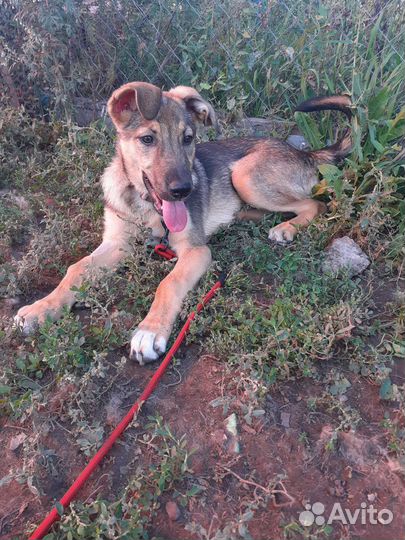 Щенок в добрые руки