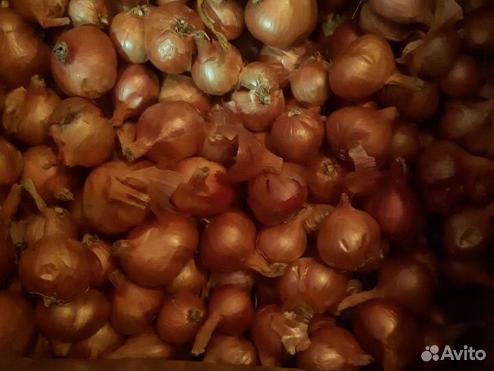 Лук шалот семейный