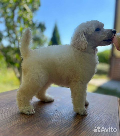 Щенки большого королевского пуделя