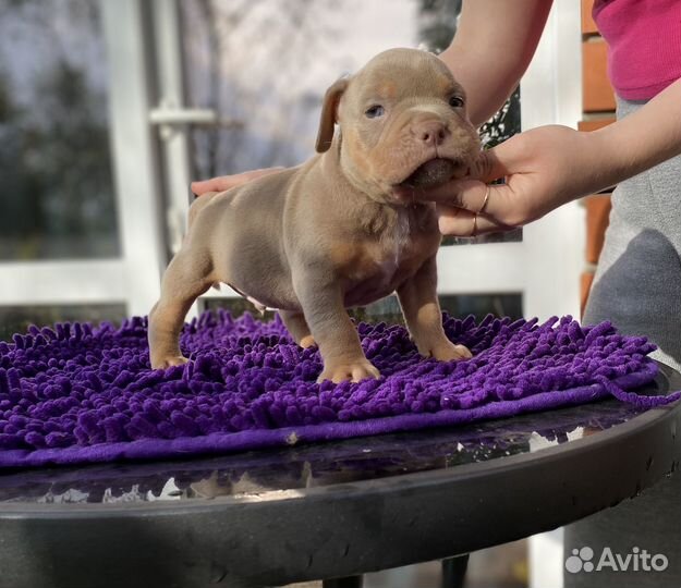 Американский булли мальчик