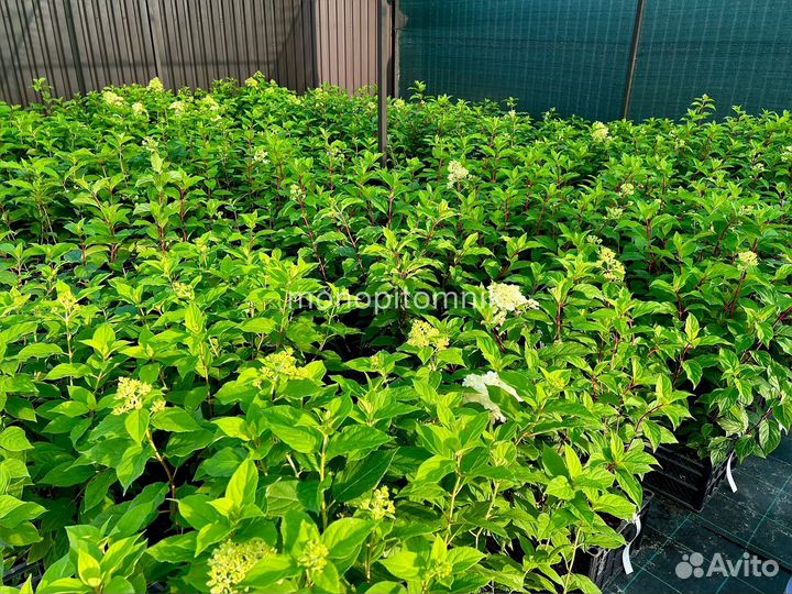 Гортензия метельчатая Vanille Fraise P9