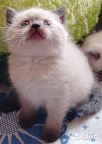 Котята Шотландские и Британские