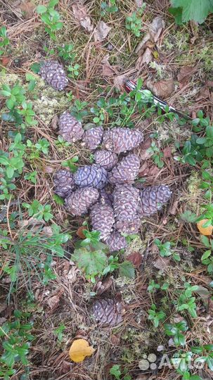 Шишки большие для поделок, декора