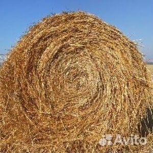 Сено в рулонах