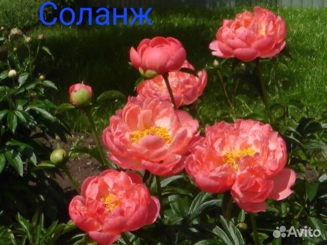 Магнолия грандифлора