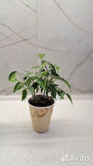 Фикус бенджамина