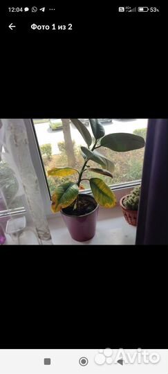 Цветы по 50 р без горшка