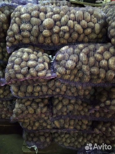 Картофель крупный