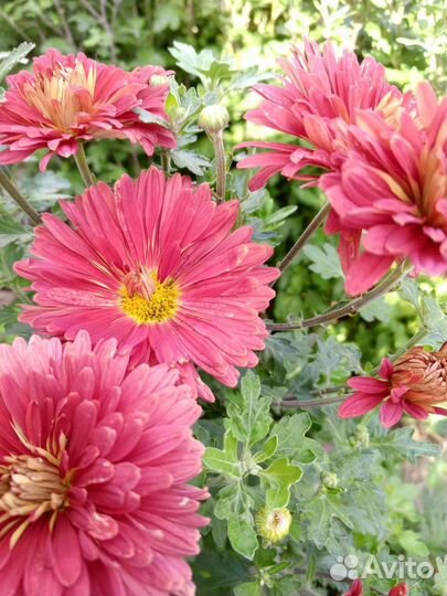 Хризантема кустовая саженцы