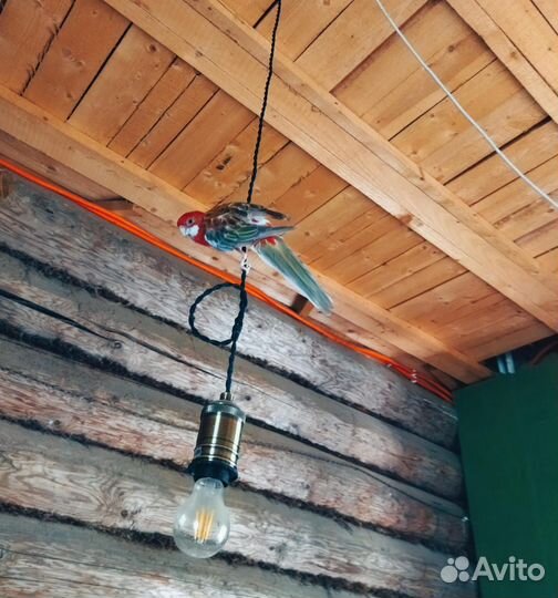 Попугай розелла