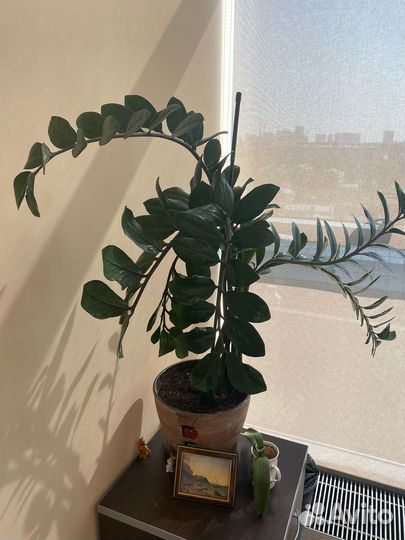 Комнатные цветы Фикус