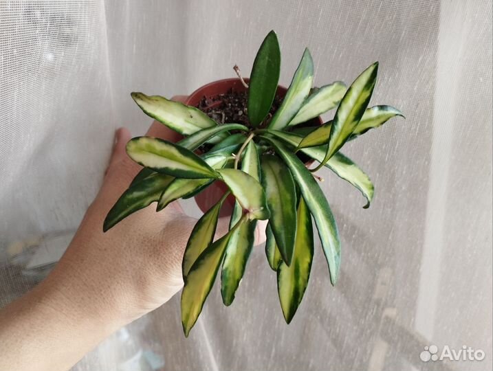 Хойи срез и укорененные