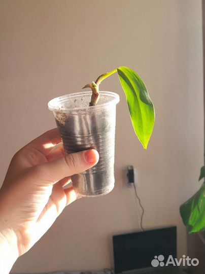 Филодендрон краснеющий