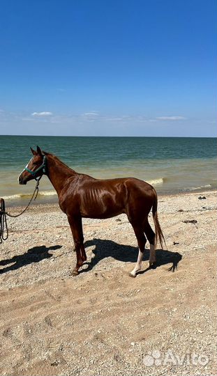 Жеребец Сардар (от Сим-Сима)