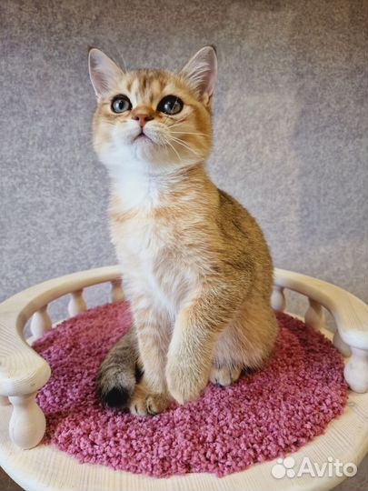 Шотландский золотой котик