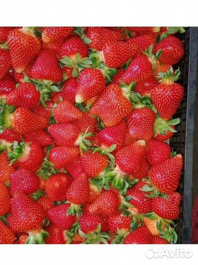 Рассада ремонтантной клубники саженцы