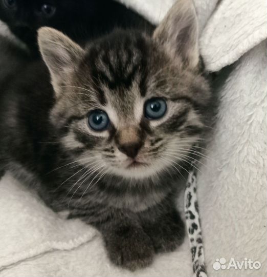 Кошки в добрые руки бесплатно