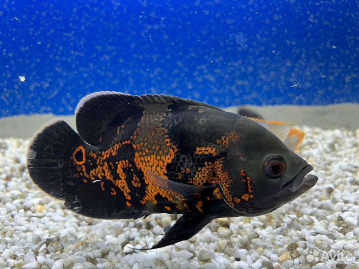 Астронотус