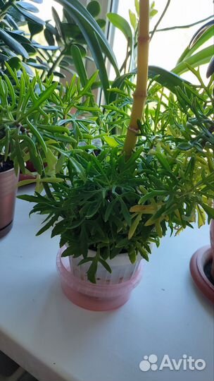 Комнатные расстения, разные