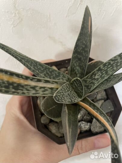 Суккуленты