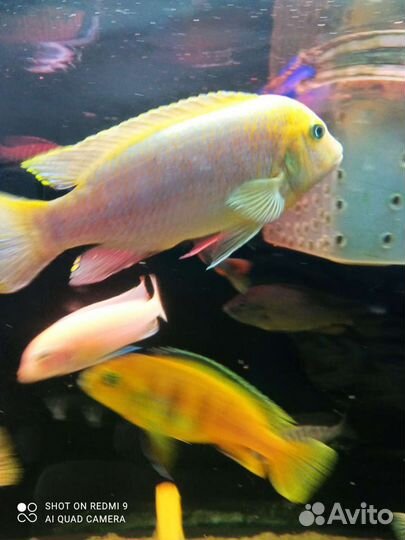 Рыба для аквариумная