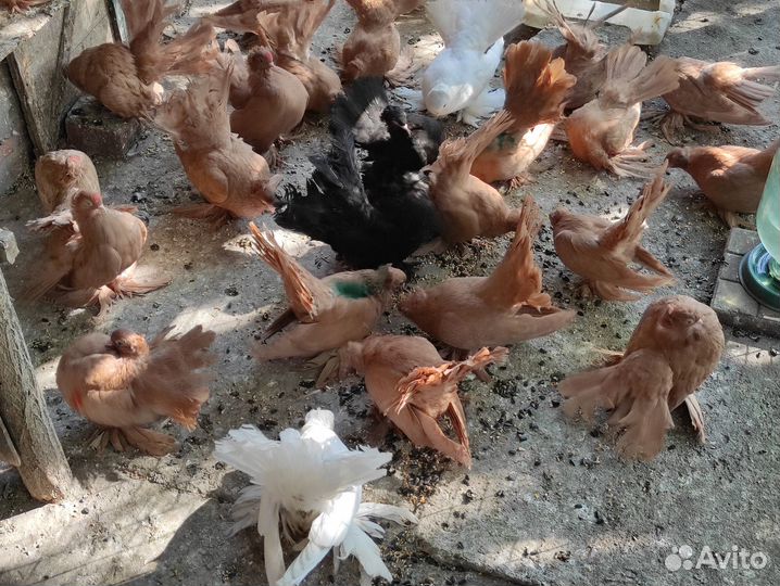 Продажа статных голубей