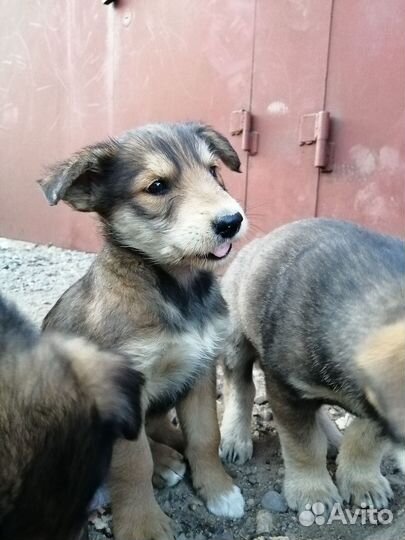 Человек и собака это отличная команда