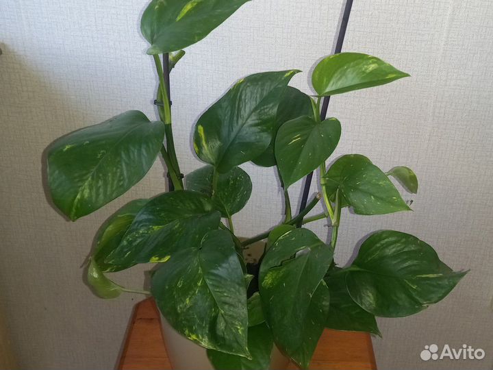 Сциндапсус