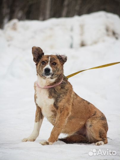 Собачка в добрые руки