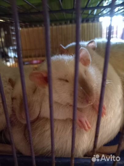 Крысы,крысята Дамбо