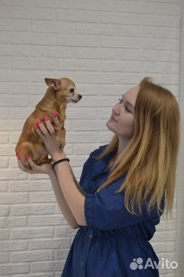 Стрижка животных