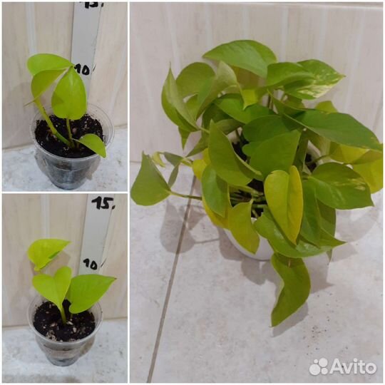 Сциндапсус Дарк Форм, Эпипремнум, Филодендрон