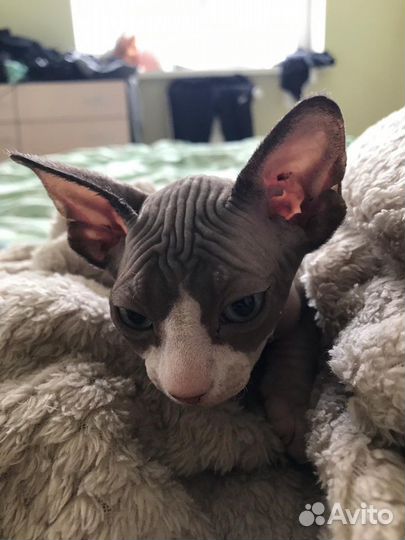 Канадский сфинкс (вязка, кот)