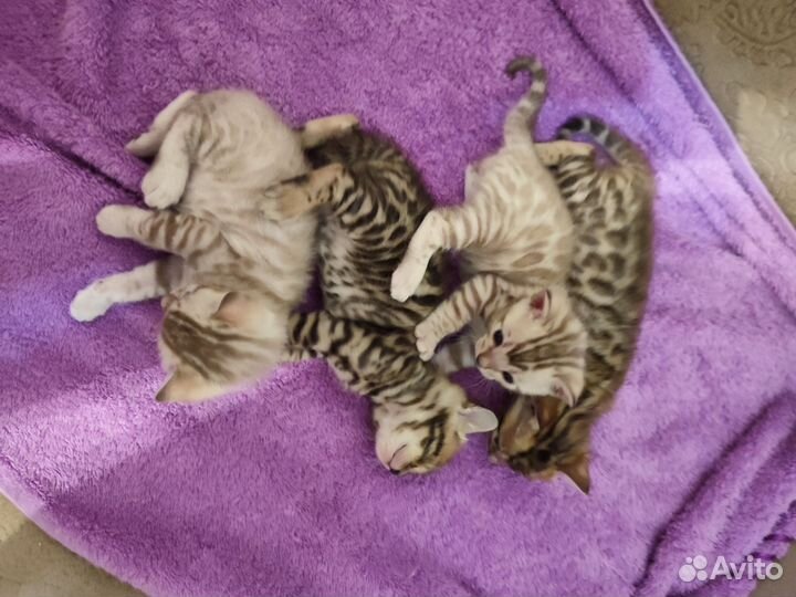 Бенгальская